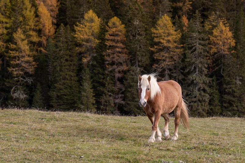 The Dolomites