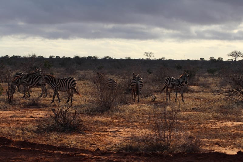 Lion Safari